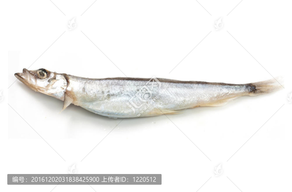 關(guān)閉了一個(gè)沙丁魚在白色背景上的一個(gè)小小的影子。