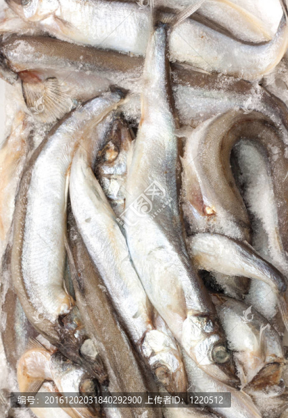 市場上的魚
