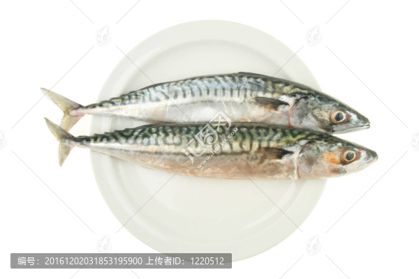 板上的兩鯖魚(yú)