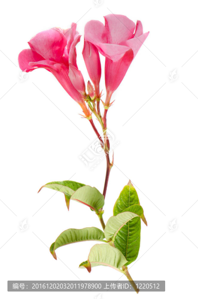 粉紅色的dipladenia,sundavilla