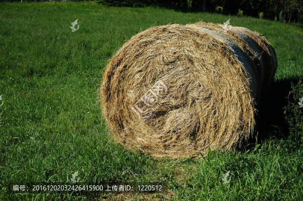 干草