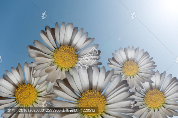 雛菊在陽光下