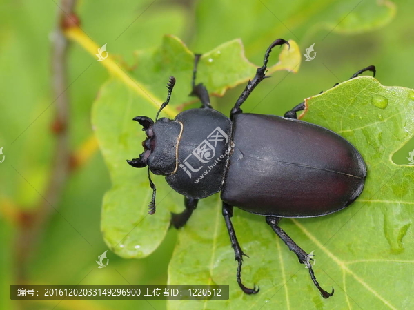 鹿角甲蟲的雄性；Dorcus,parallelip