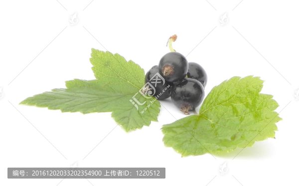 黑加侖漿果。