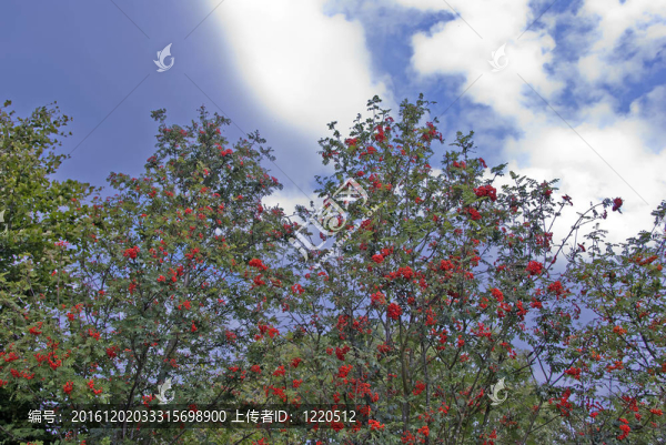 rowanberries