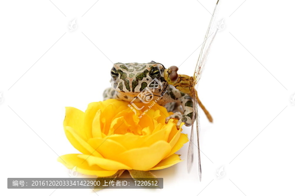 青蛙；蜻蜓；花