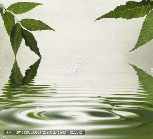 綠葉在水里反射