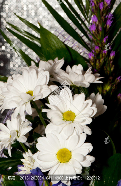 白菊花花束