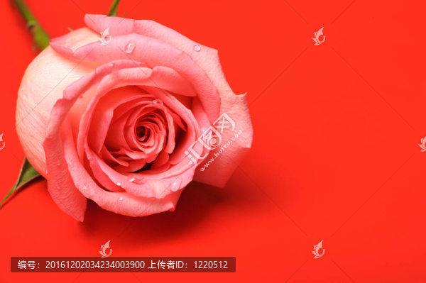 玫瑰紅backgground特寫