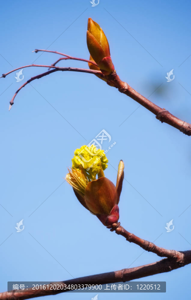春蕾