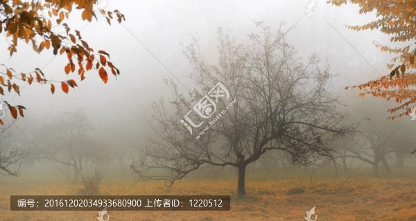 霧中的樹(shù)。