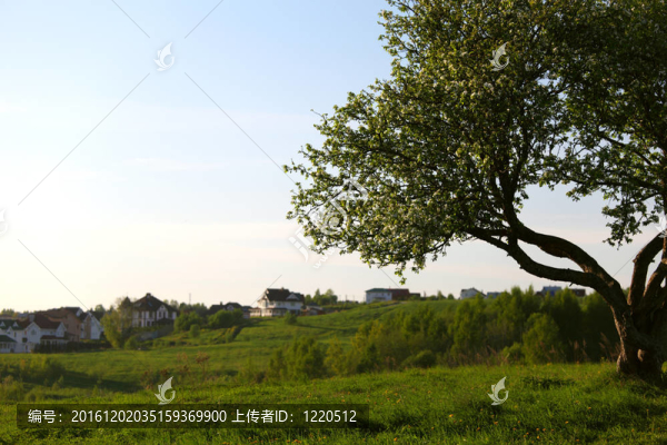 孤獨(dú)的樹