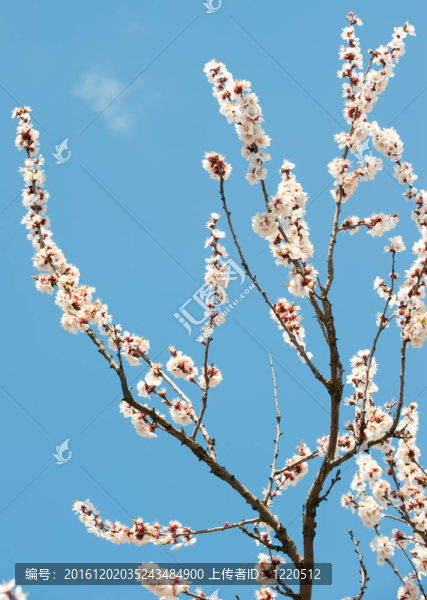 樹的開花的樹枝