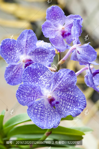 深藍(lán)色的蘭花