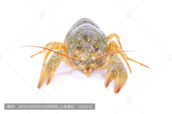 小龍蝦