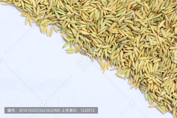 茉莉花田