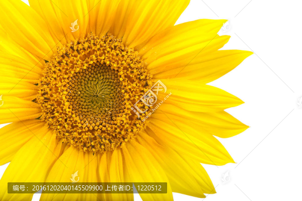 葵花分離