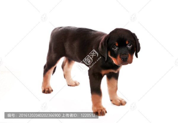 羅威納幼犬。