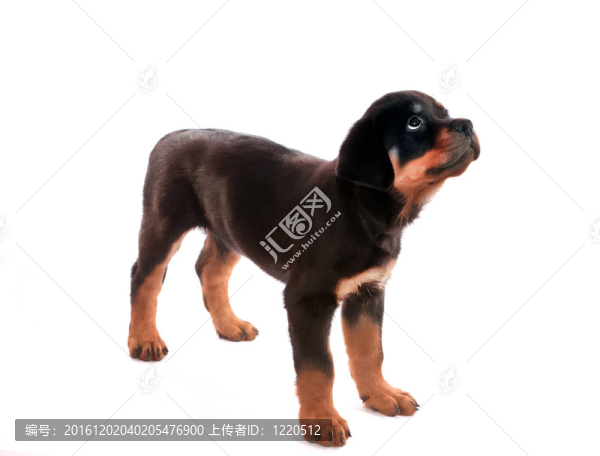 羅威納幼犬。