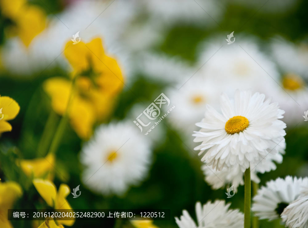 camomiles