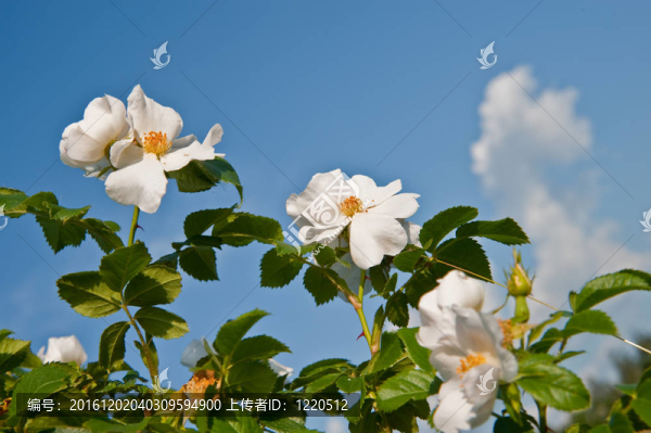 一個犬薔薇花