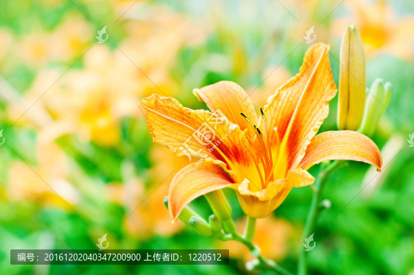莉莉