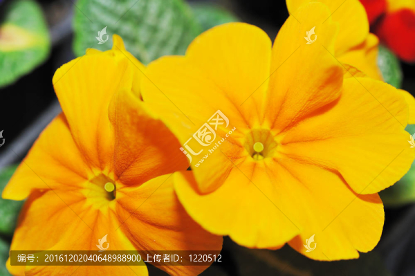 花