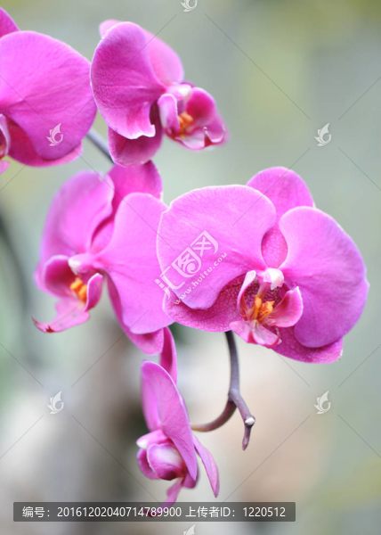 蘭花紫