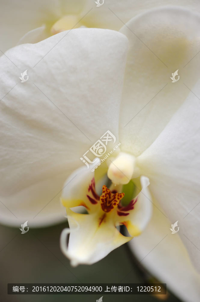 蘭白