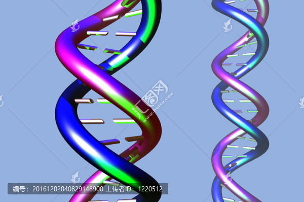 DNA分子模型