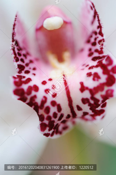 蘭花特寫