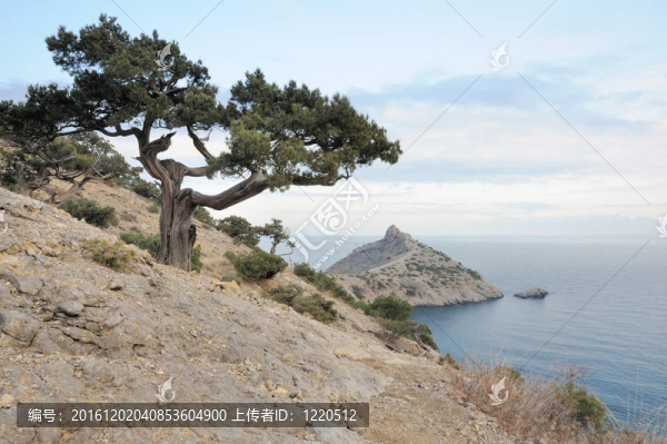 海、樹、山