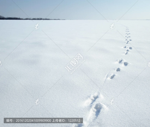 在雪上的兔子的痕跡