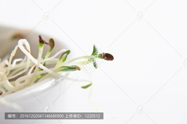 碗里的苜蓿芽
