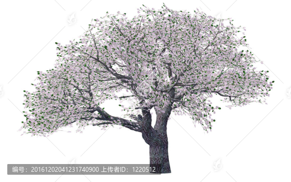 春季開花的樹