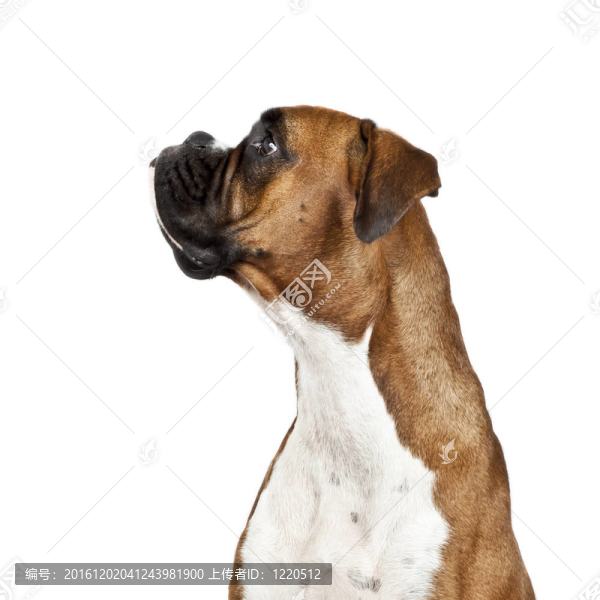 德國拳師犬