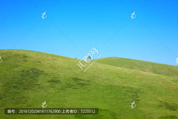 一棵樹站在山上