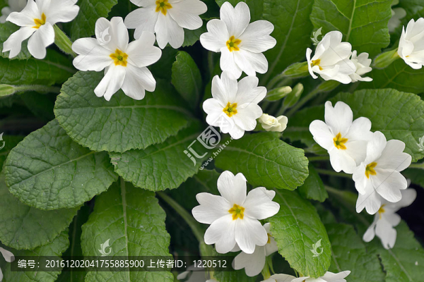 白色櫻草