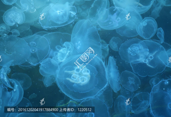 水母