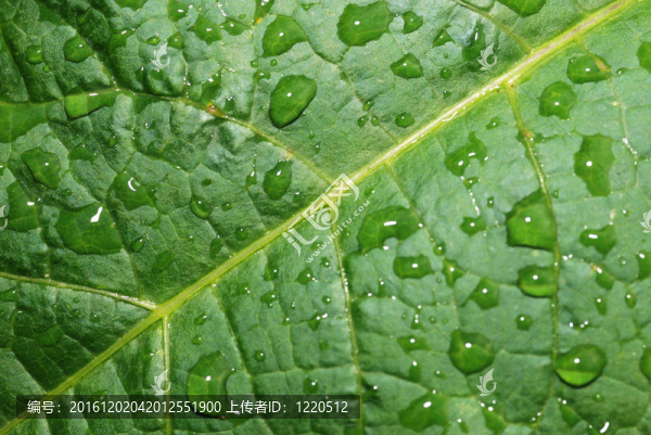 葉子上的水滴