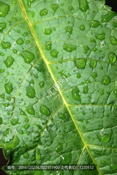 在leaf_background滴