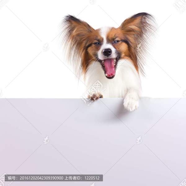 蝴蝶犬