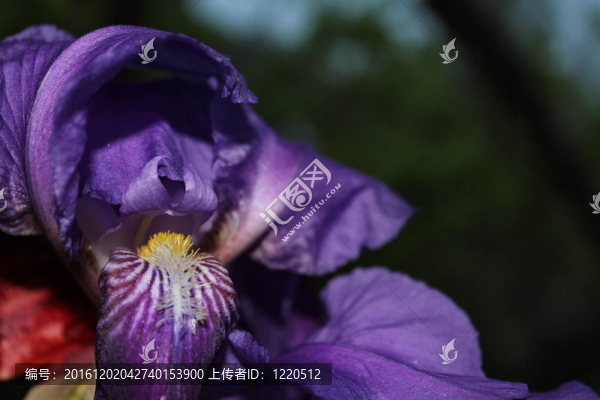 春天的花朵
