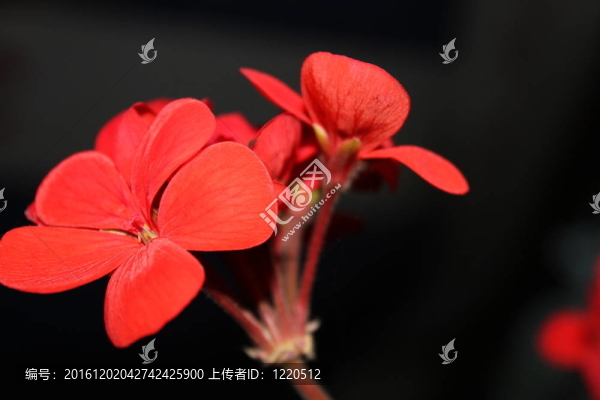 春天的花朵