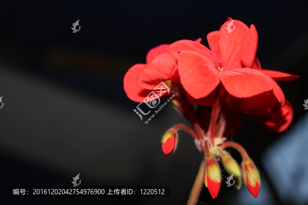 春天的花朵