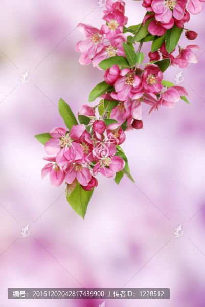 粉紅蘋果花枝