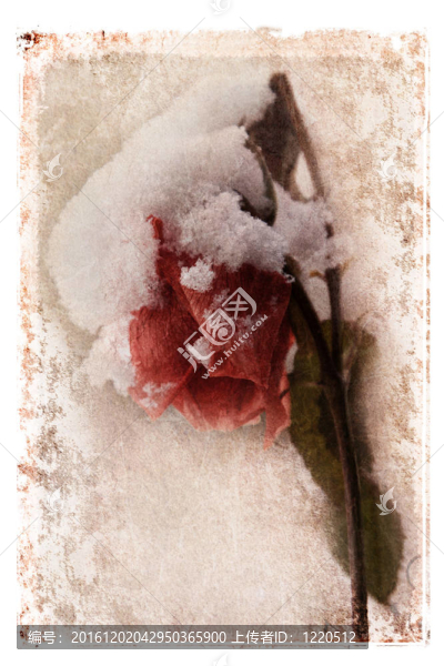 覆蓋著雪的玫瑰