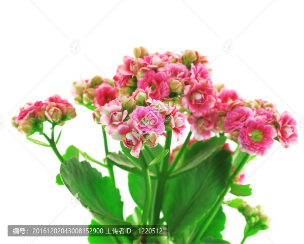 美麗的粉紅色花朵特寫