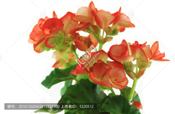 紅色的花；白色的