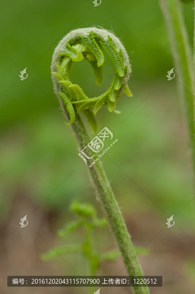 卷曲的蕨類植物